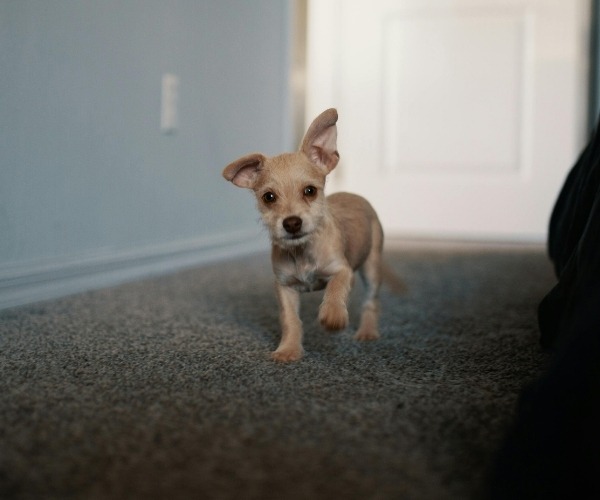 A dog walking on a carpet flooring installed by Eastern Flooring.
